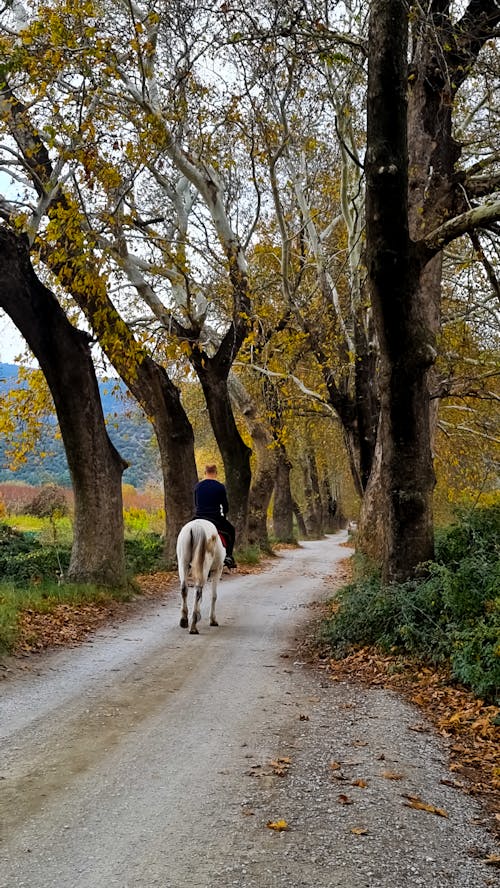 A Person Riding a Horse in the Countryside Road