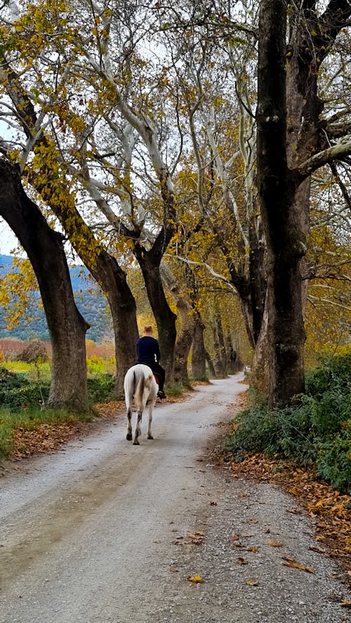 Foto d'estoc gratuïta de a l'aire lliure, arbres, camí de carro