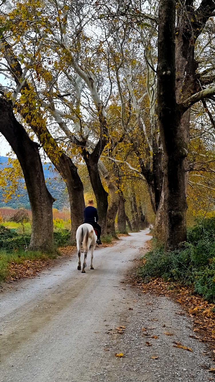 A Person Riding A Horse In The Countryside Road