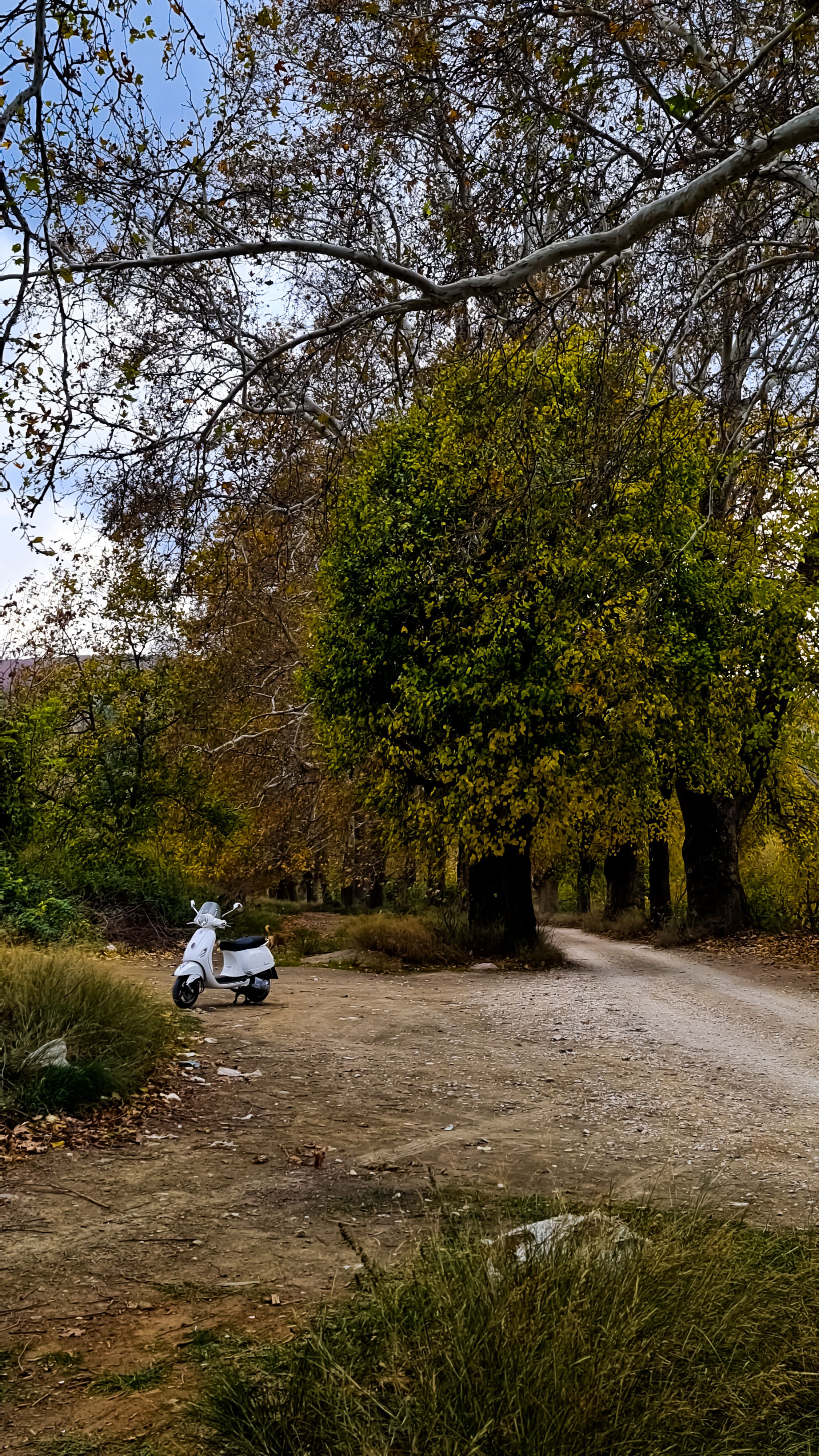 White moped parked on a dirt road surrounded by lush trees during autumn.