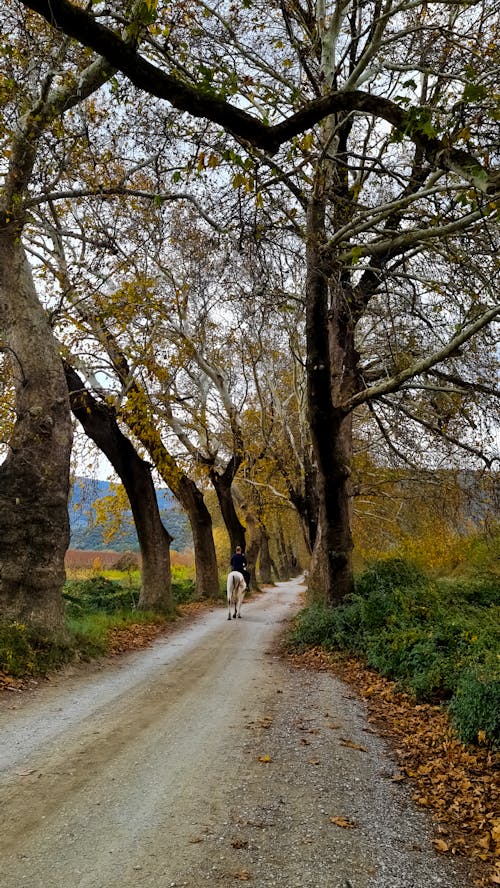 Horseback Riding in the Countryside Road