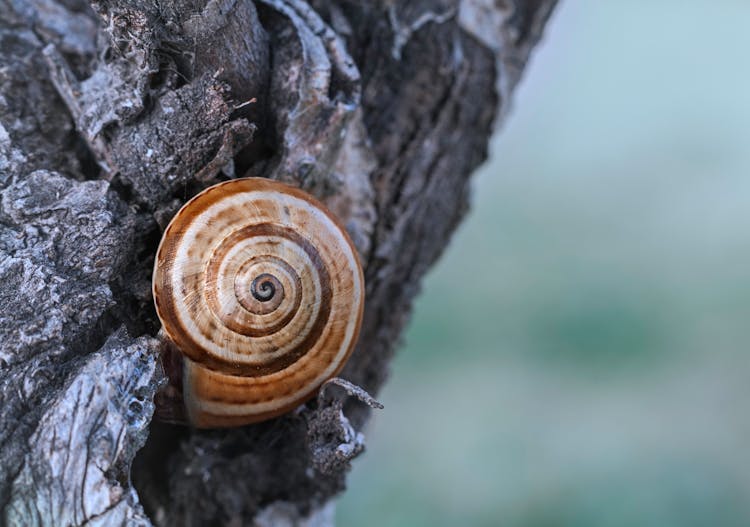 Close-Up Photo Of Snail Shell