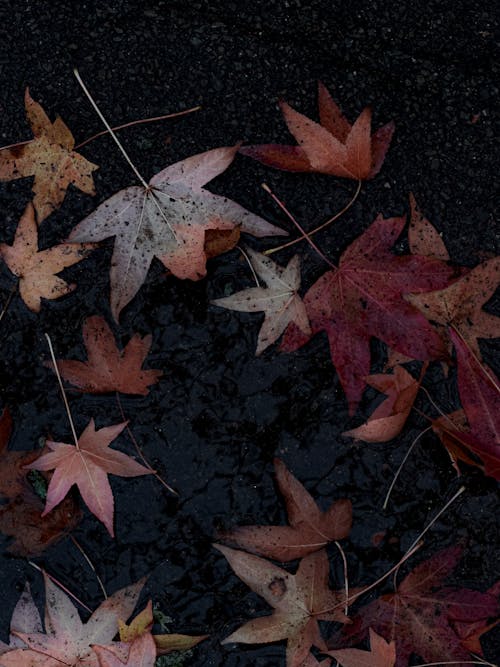 Brown Maple Leaves on Wet Ground