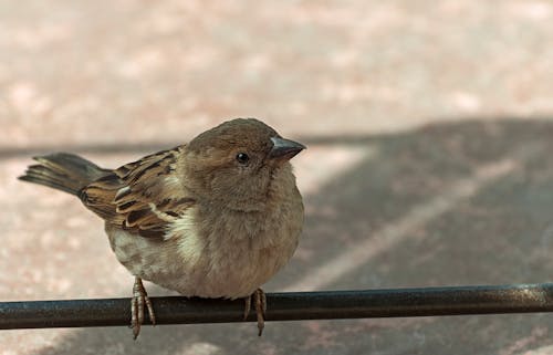 A Sparrow Perched On a Metal Rod