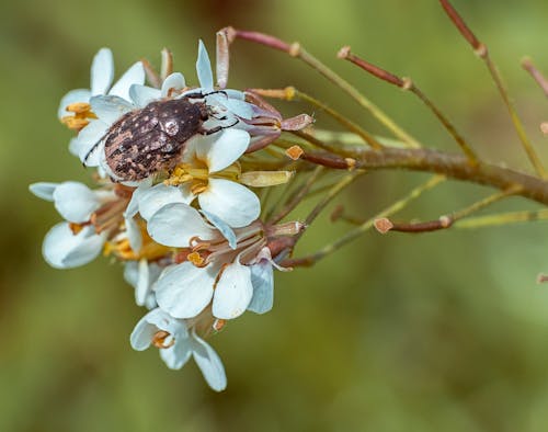 Escarabajo En Flor.