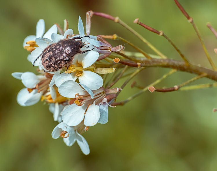 A Beetle On White Flowers