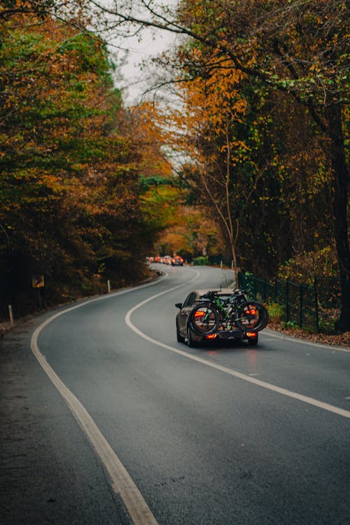 가을, 도로, 떨어지다의 무료 스톡 사진