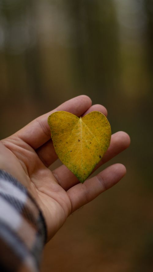 Free Close-up of a hand holding a heart-shaped yellow leaf in a fall forest. Stock Photo