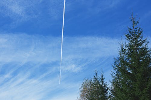 免費 藍藍的天空下的松樹 圖庫相片