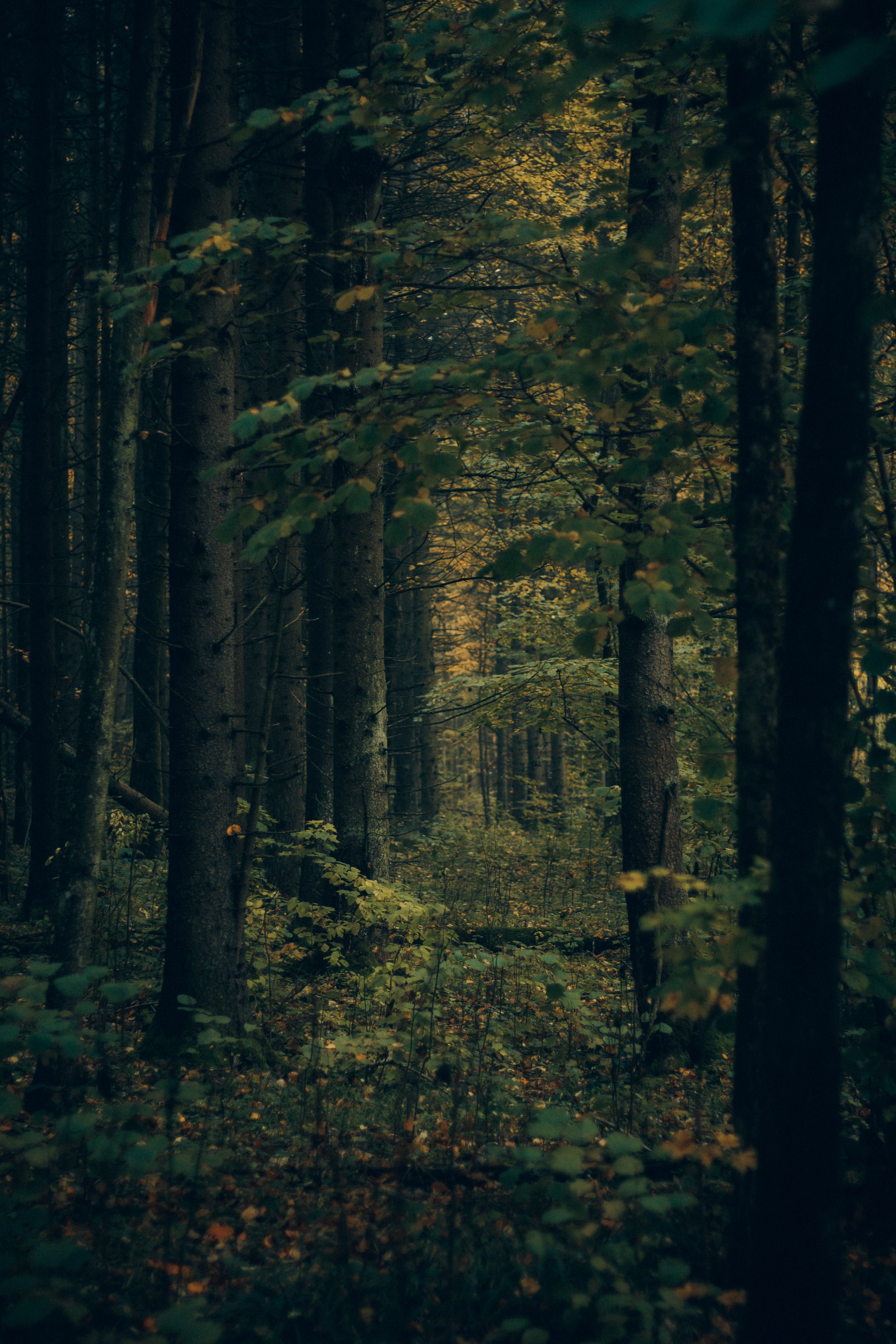 A tranquil forest scene with tall trees and lush greenery creating a serene and mystical atmosphere.