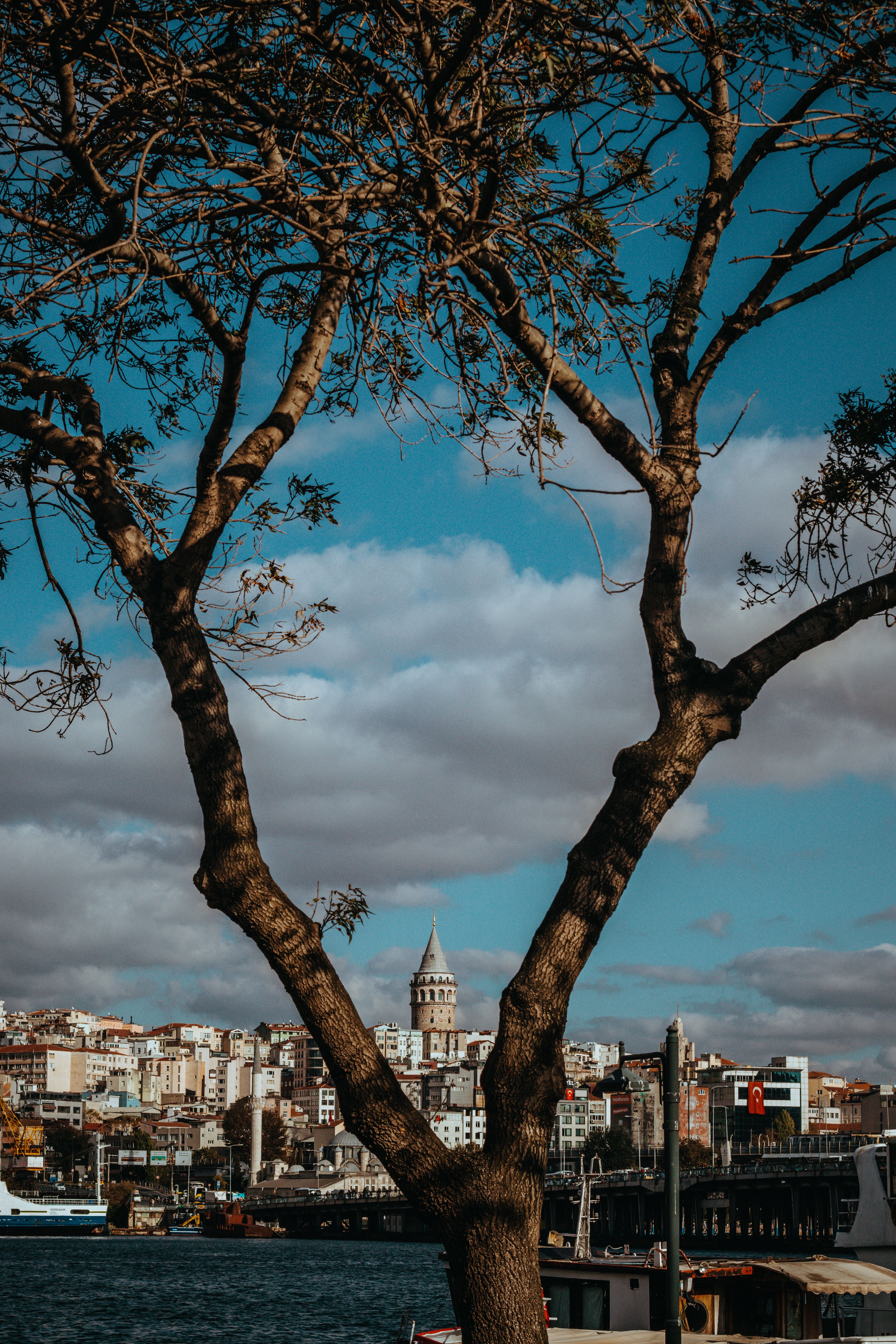 Galata Tower View Between Tree Branches · Free Stock Photo