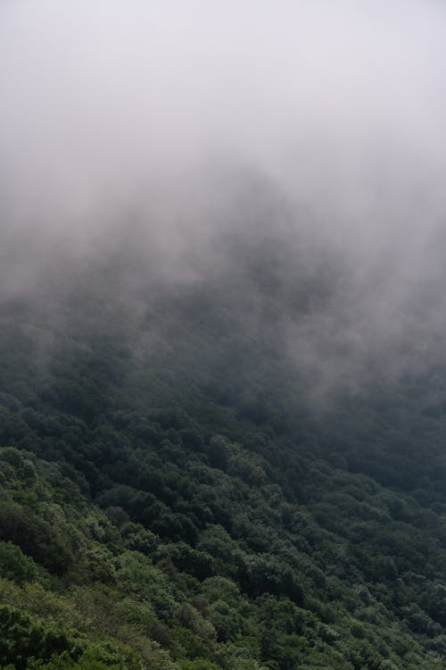 Clouds and Fog over Forest on Hill