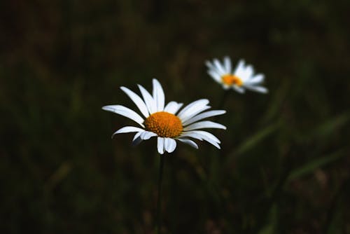 白色雏菊的特写照片