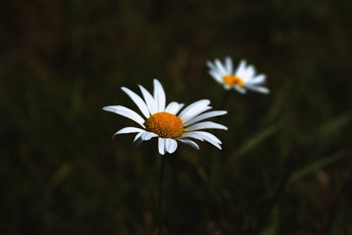 Close-up Photo of White Daisies