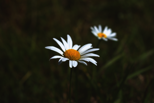 Free A close-up view of blooming chamomiles with delicate white petals and yellow centers. Stock Photo