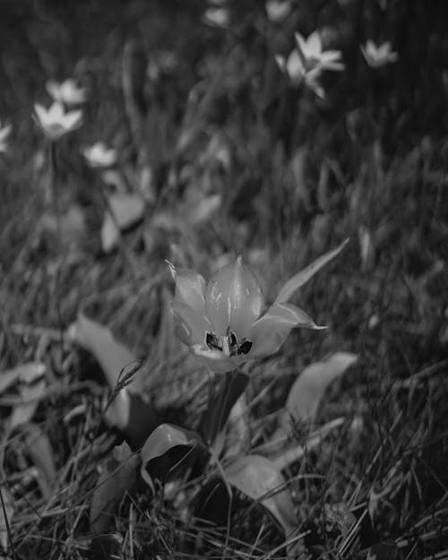 Grayscale Photo of a Flower in Bloom