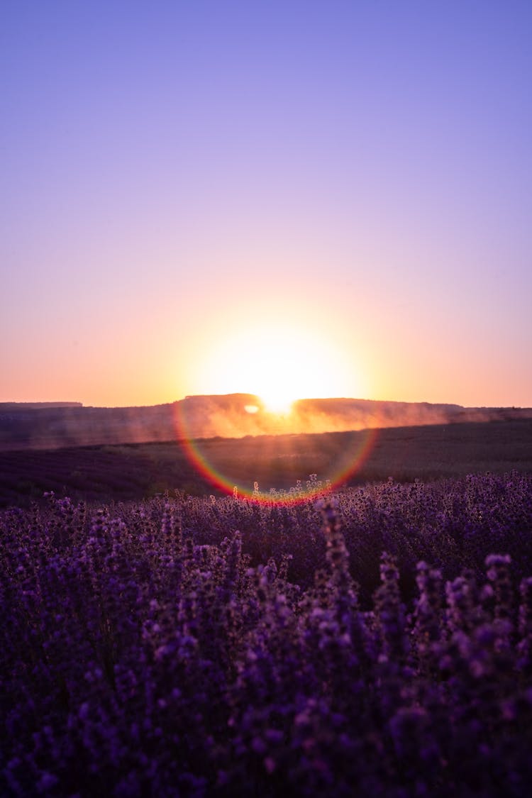 Sunrise Over Lavender Field