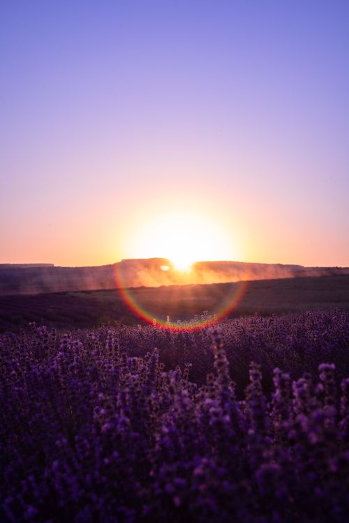 Free Serene lavender field illuminated by sunrise with a stunning lens flare effect. Stock Photo