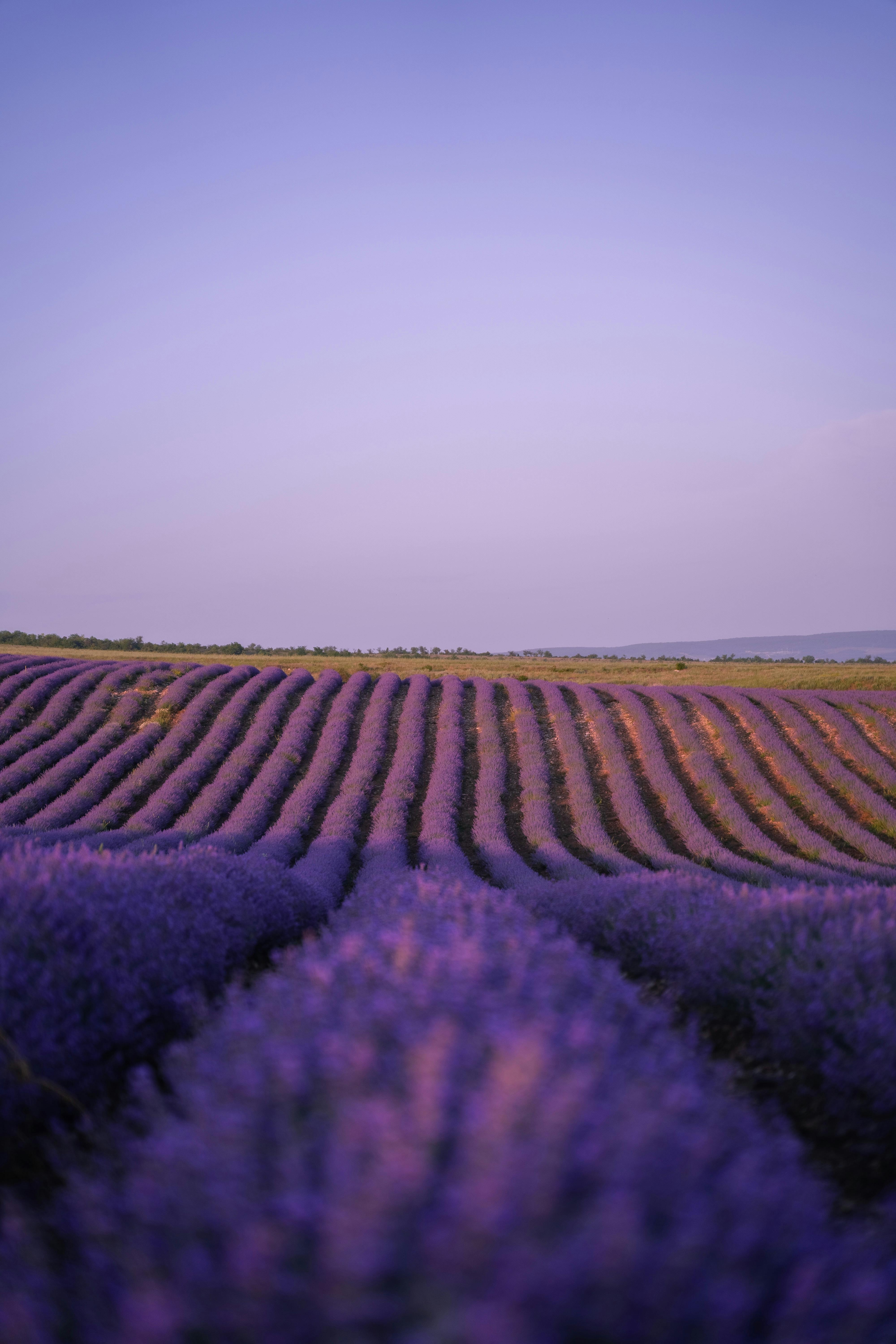 Purple Landscape Wallpaper Photos, Download The Best Free Purple 