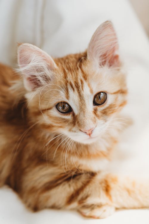 Close-up of a Ginger Cat 