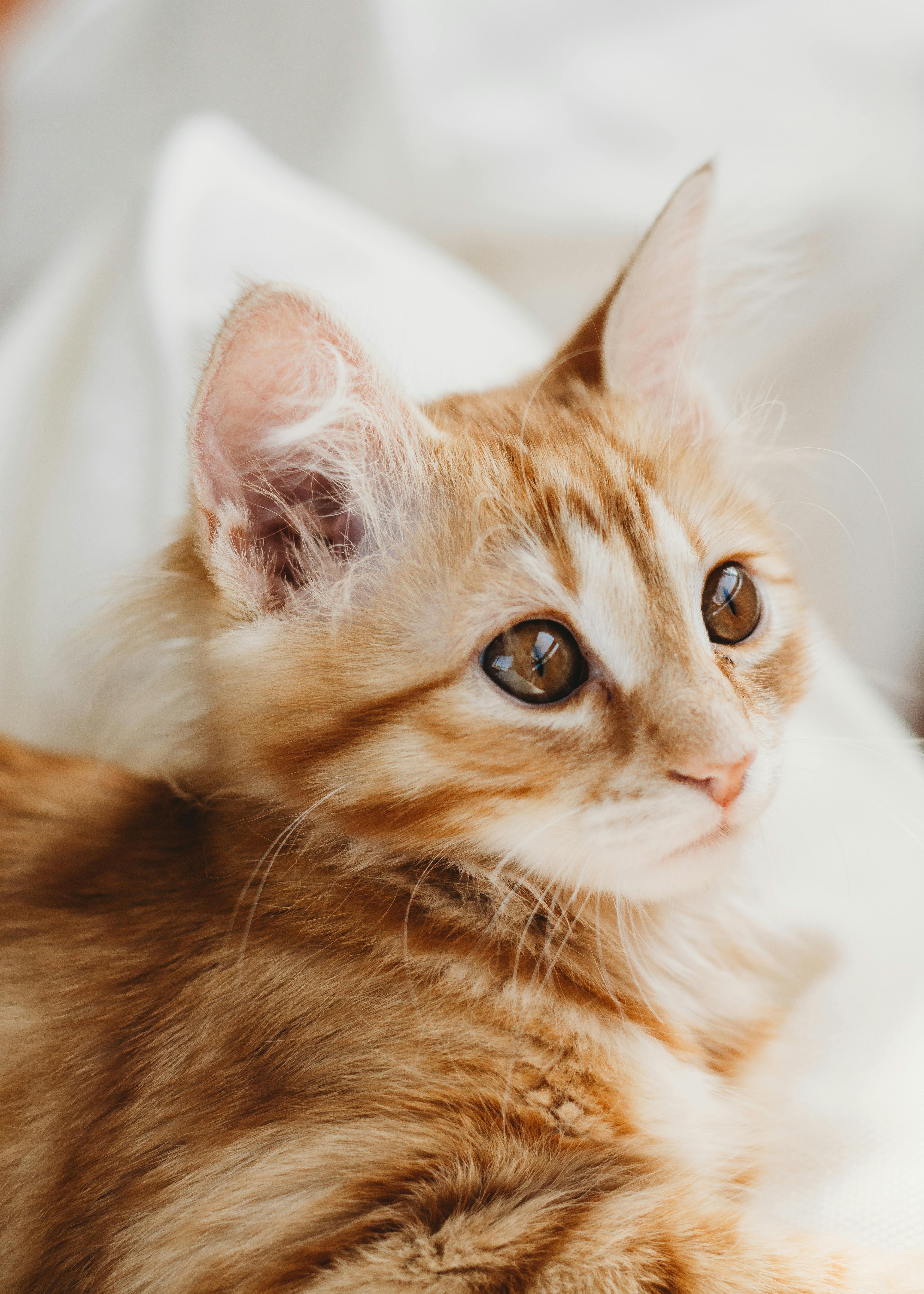 Close up of a Cat Sitting with Eyes Closed Free Stock Photo