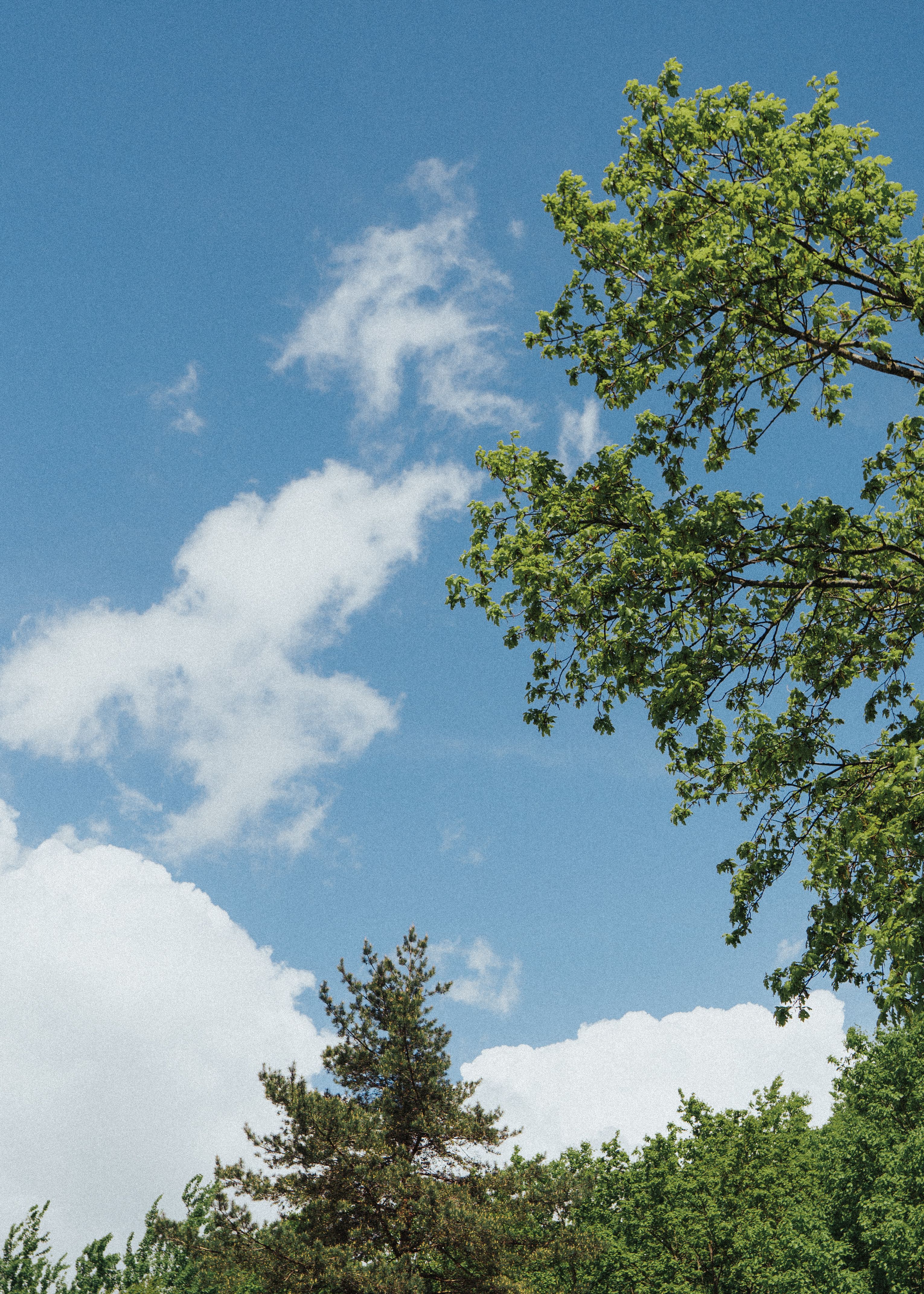 Green Trees Under Blue Sky · Free Stock Photo