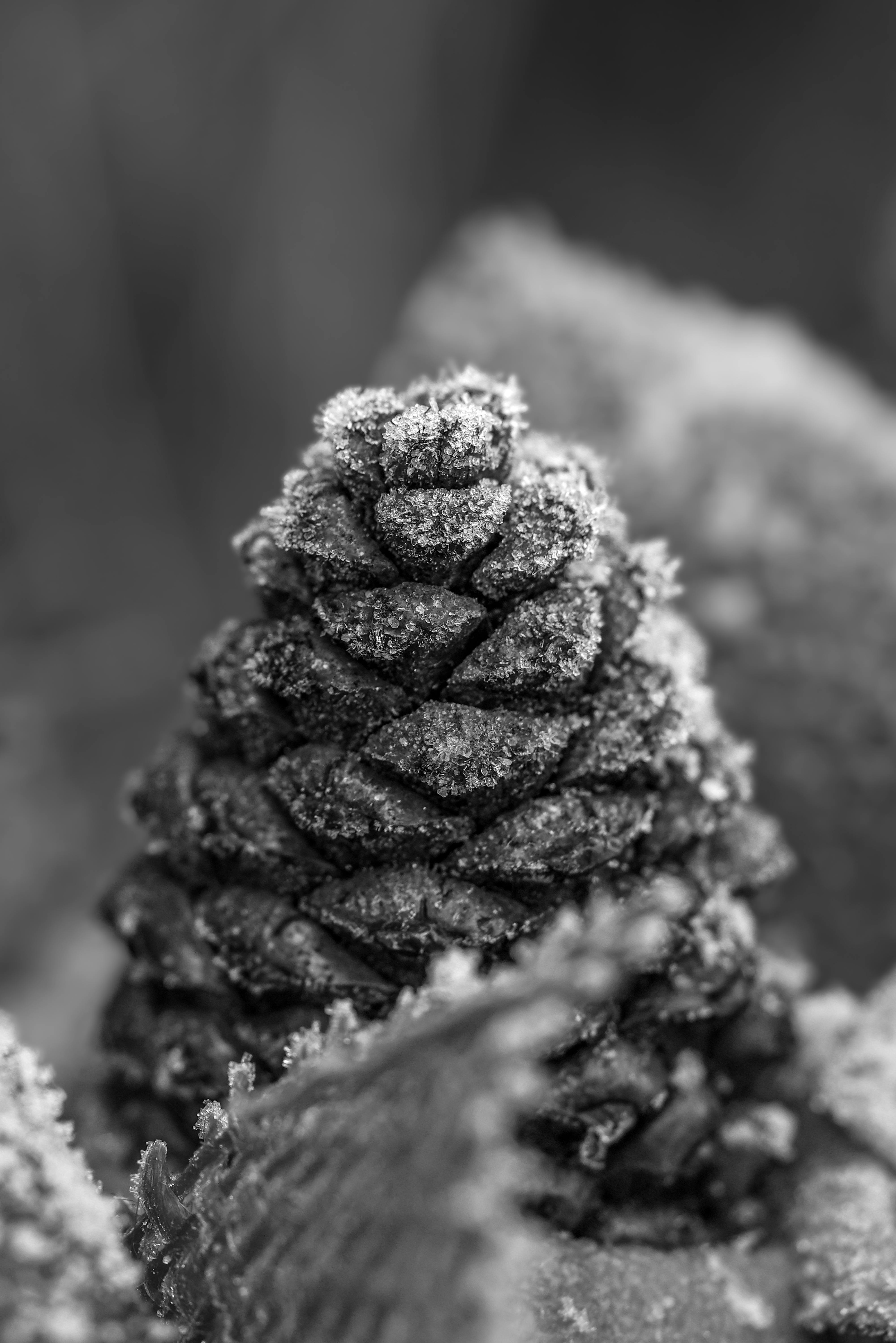 Dried Pine Cone Flowers on Crumpled Paper · Free Stock Photo