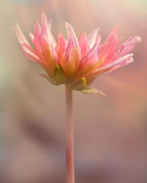 Free Close-up of a delicate pink dahlia flower with soft petals and warm lighting. Stock Photo