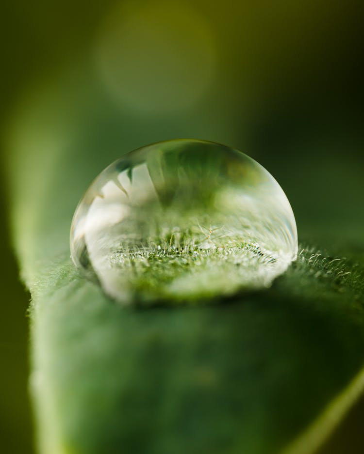 Droplet On Leaf