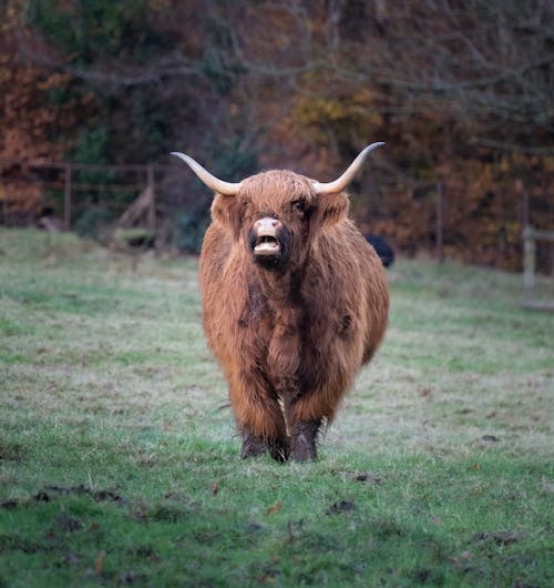 公牛, 動物攝影, 天性 的 免费素材图片
