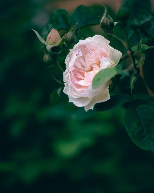 Free Delicate pink garden rose blooming amidst lush green leaves, capturing nature's beauty. Stock Photo