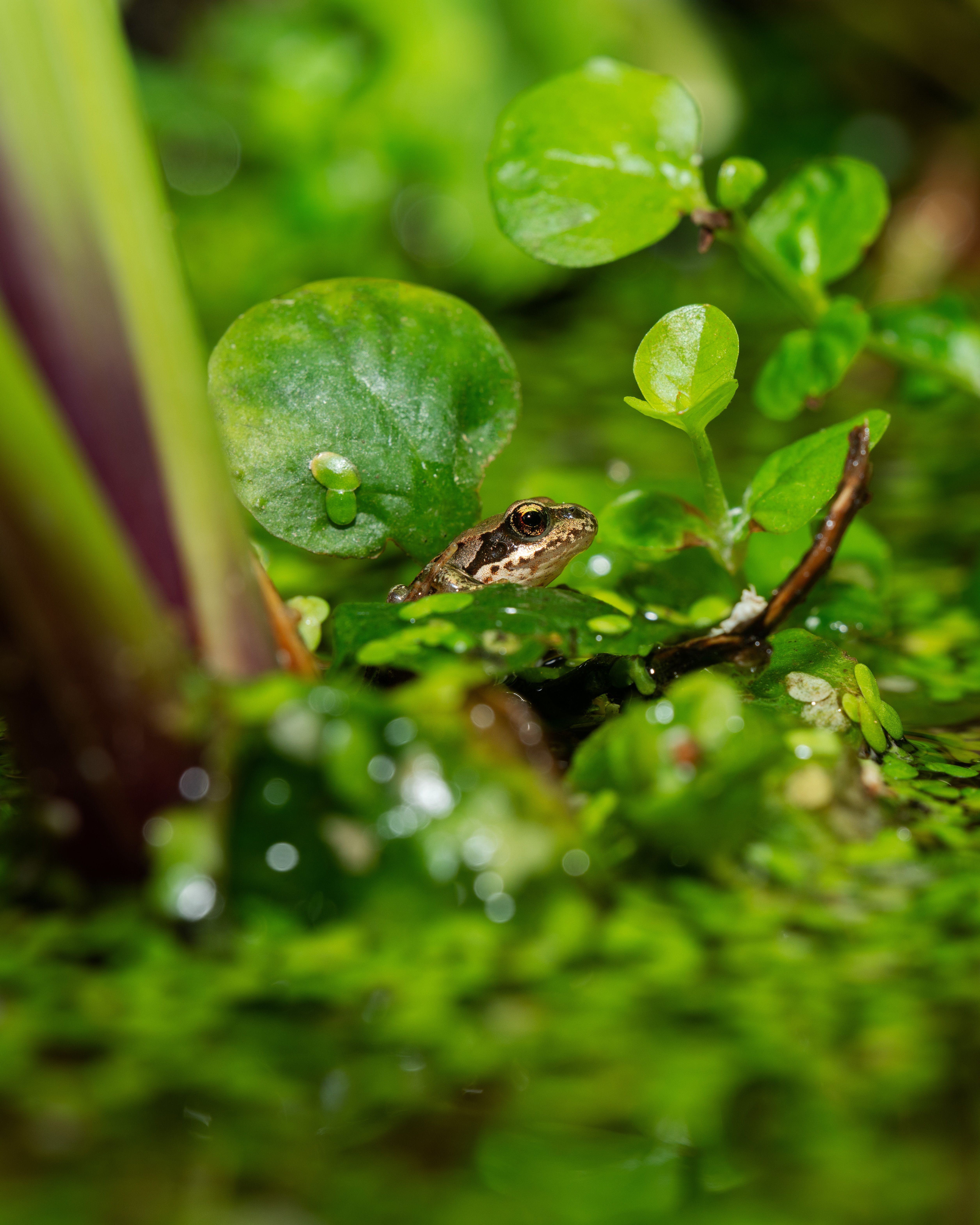 Close up of a Frog · Free Stock Photo