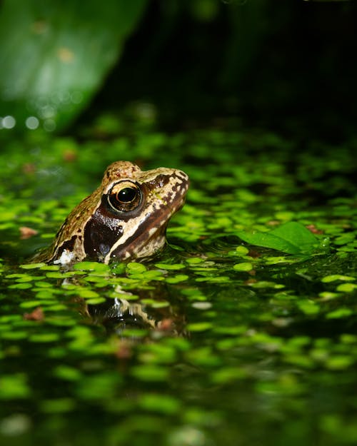 Fotobanka s bezplatnými fotkami na tému divočina, obojživelník, obyčajná žaba