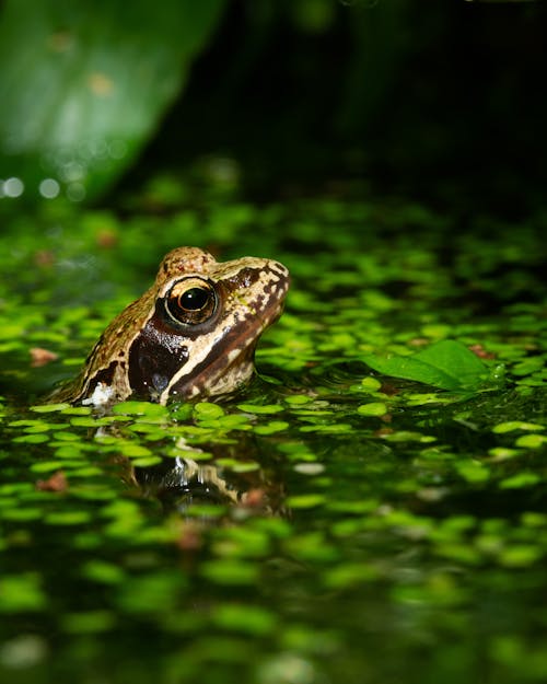 Close-Up Photograph of a Common Frog