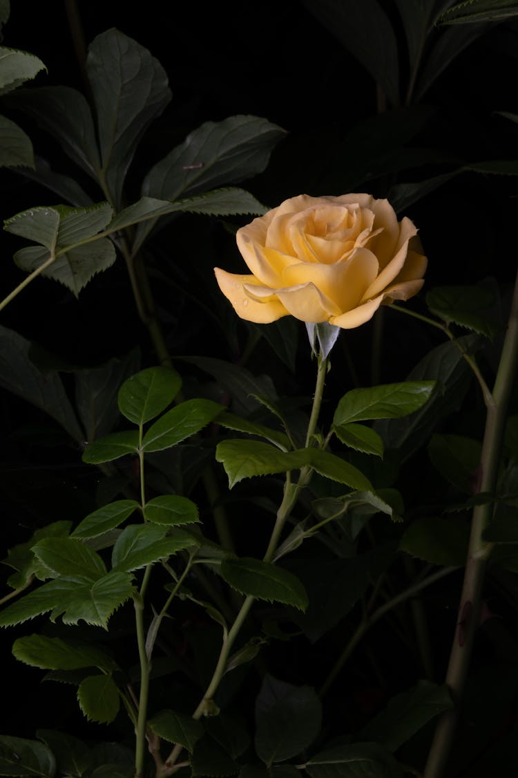 Close-Up Shot Of A Rose 