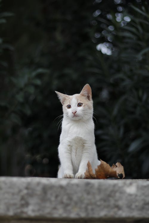 A Cat Sitting on a Concrete 