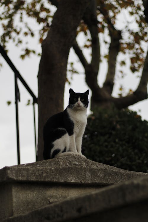 A White and Black Cat Sitting on a Concrete 