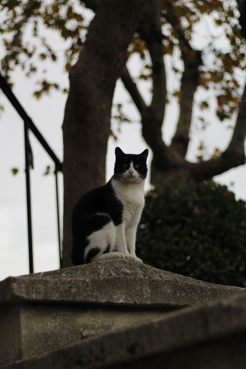 Free A cute black and white cat sitting on a stone wall with trees in the background. Stock Photo