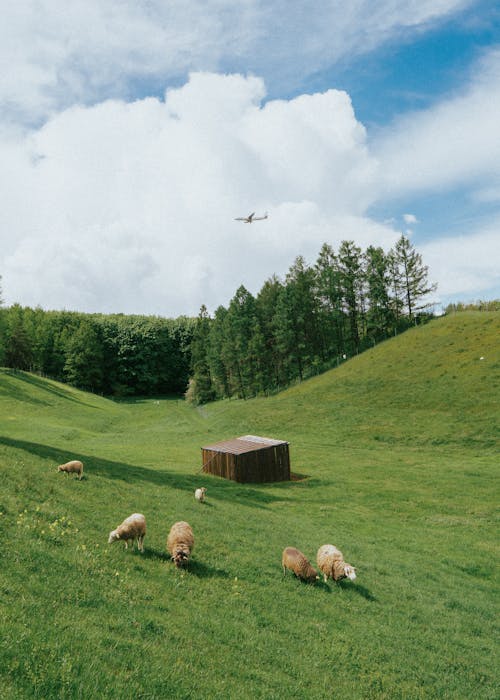 一群動物, 垂直拍攝, 山羊 的 免費圖庫相片
