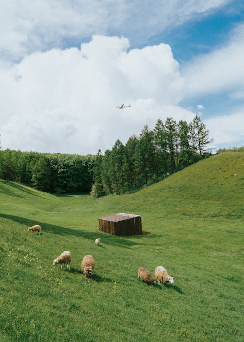 Immagine gratuita di alberi, animali, animali della fattoria