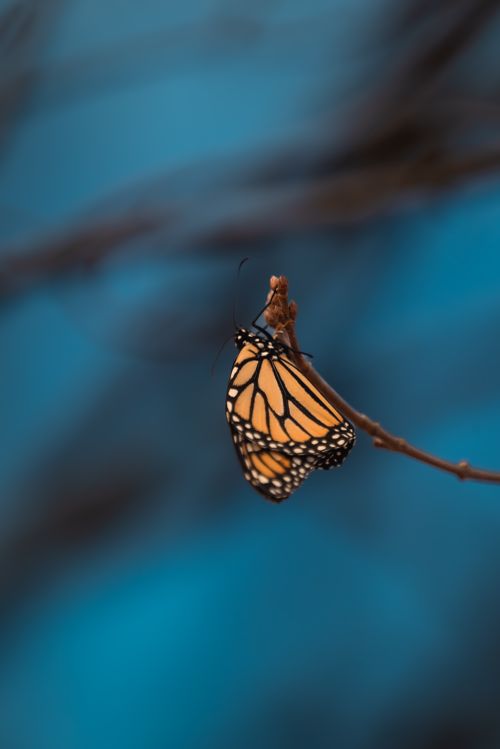 Free A detailed close-up of a monarch butterfly resting gracefully on a branch against a vibrant blue background. Stock Photo