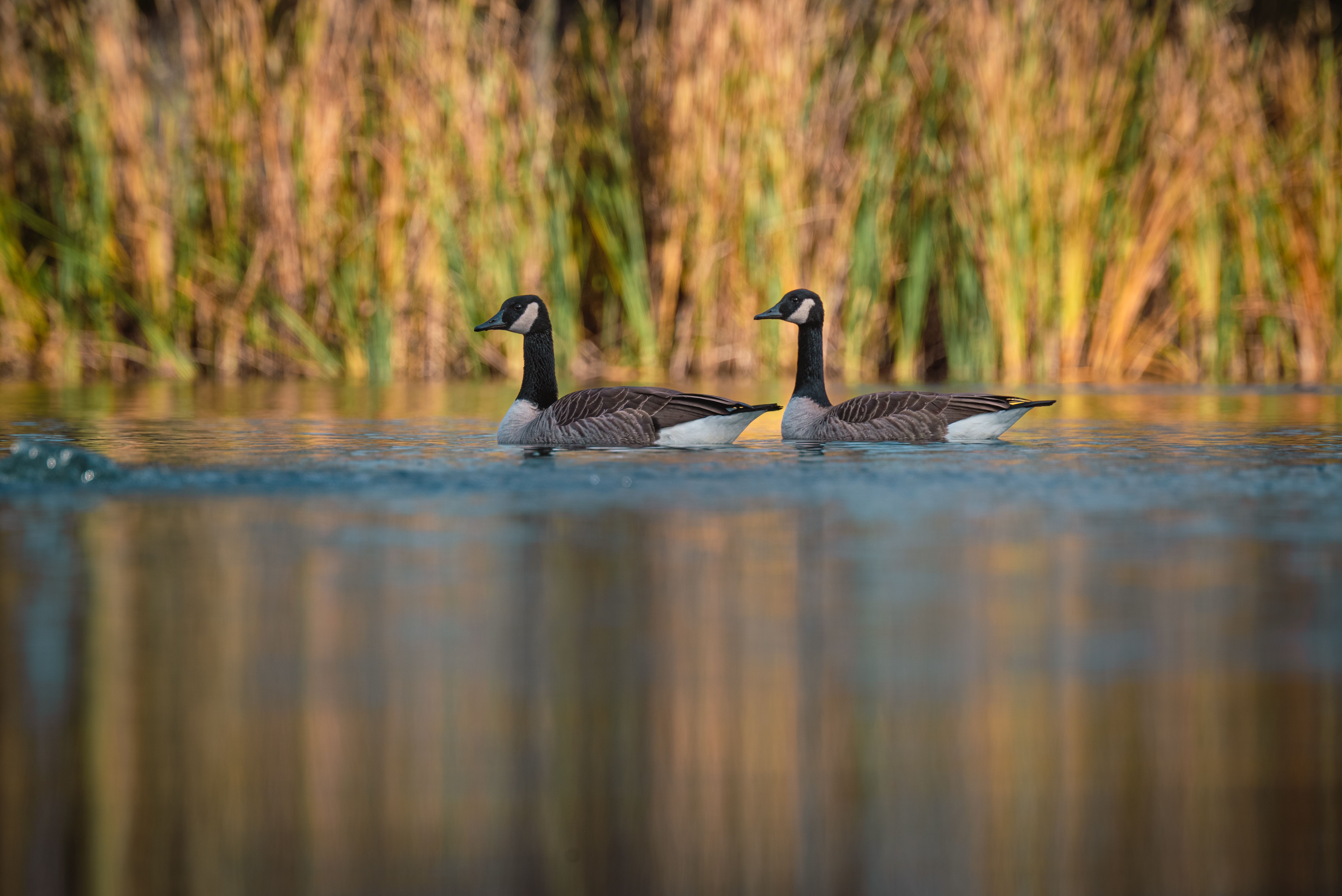 Goose in River · Free Stock Photo