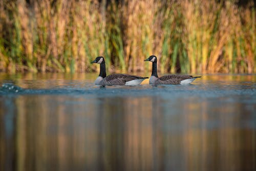 Couple of Canada Geese