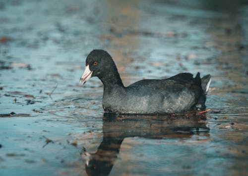 Foto stok gratis burung hitam, coot eurasia, coot umum