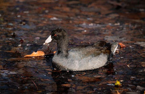 Wild American Coot on Water
