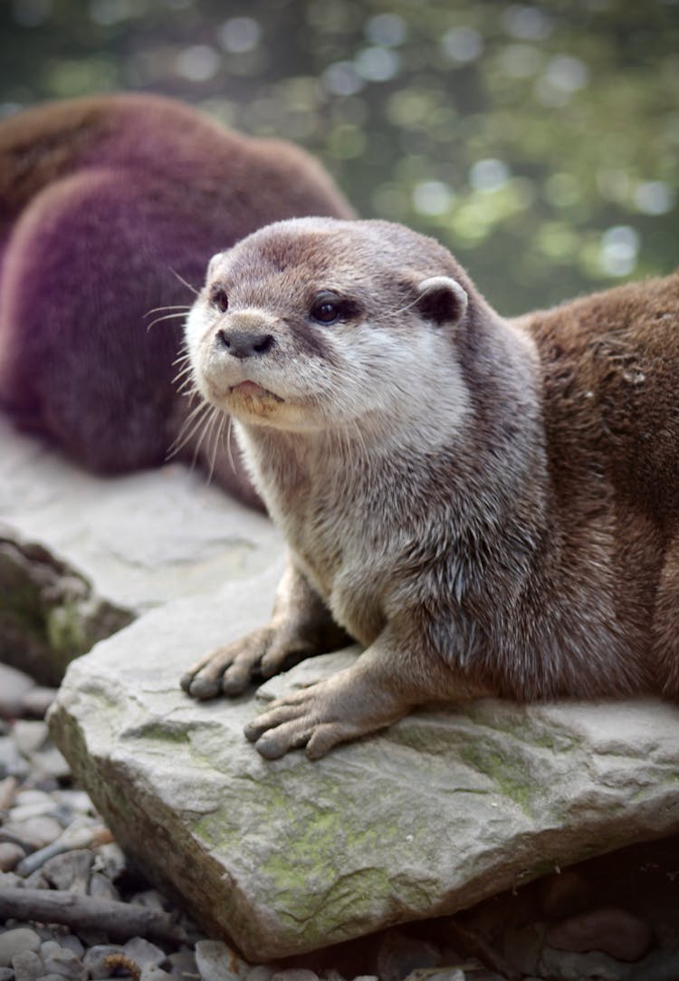 Otter On The Rock