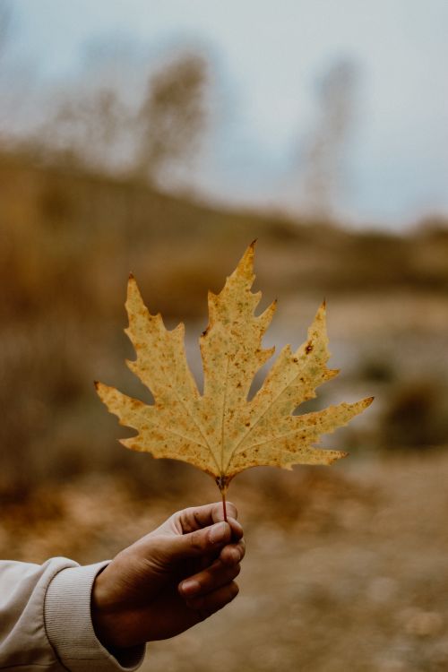 Free A close-up of a hand holding a single maple leaf during autumn outdoors. Stock Photo