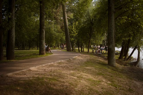 ağaçlar, arka sokak, barışçıl içeren Ücretsiz stok fotoğraf