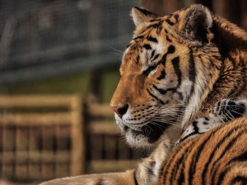 Free Close-up side profile of a majestic tiger resting outdoors in natural light. Stock Photo