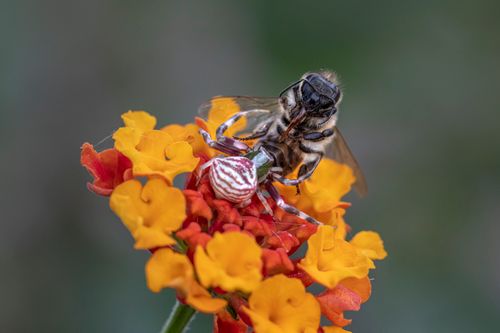 Free Detailed macro shot of a bee caught by a camouflaged spider on bright orange and red flowers. Stock Photo